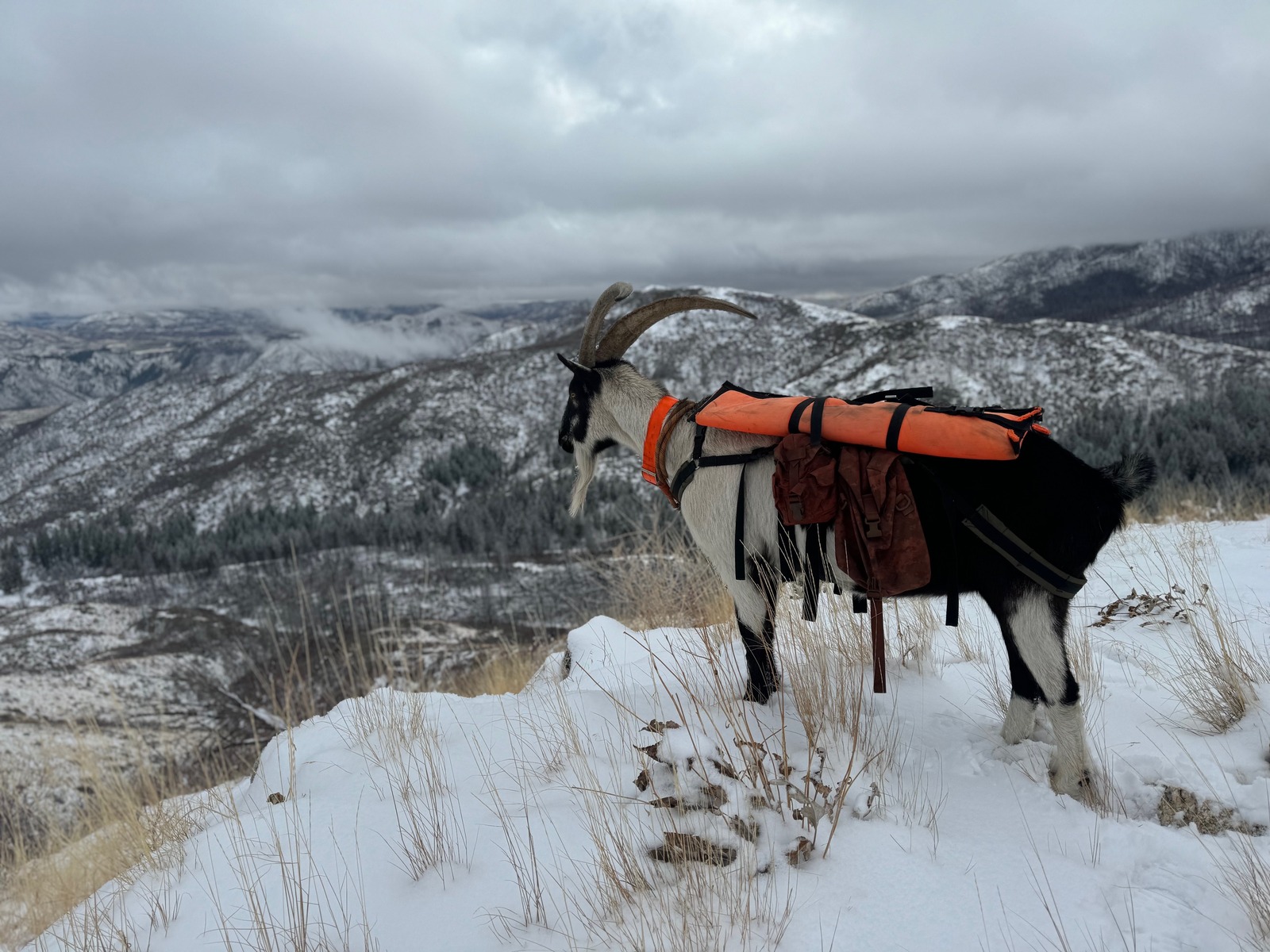 Tails from the Trails: The First Snowfall